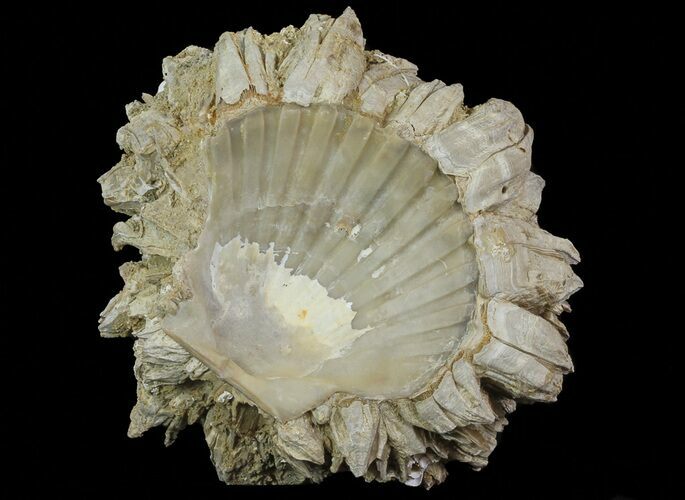Fossil Pectin (Chesapecten) In Sandstone - Virginia #66399